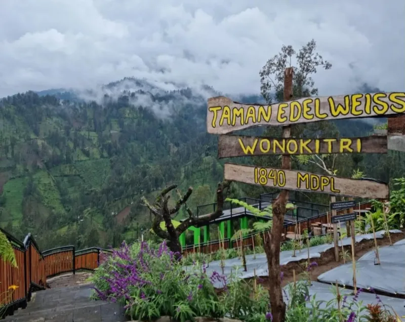 Taman Edelweiss, Cantiknya Bunga Abadi di Wonokitri!