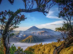 Pesona Alam dan Bunga Ikonik, Gunung Bromo Selalu Memikat