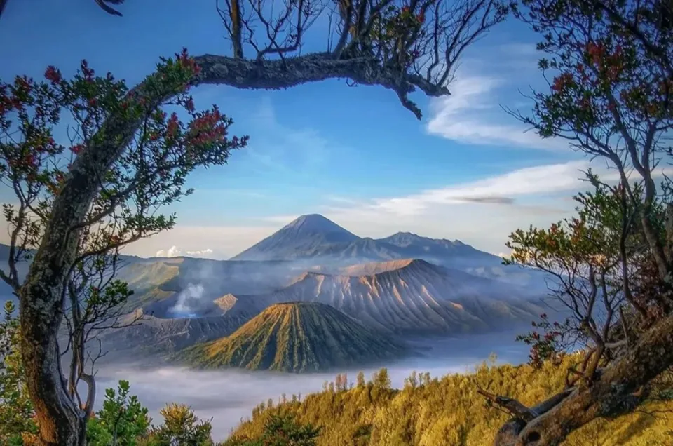 Pesona Alam dan Bunga Ikonik, Gunung Bromo Selalu Memikat