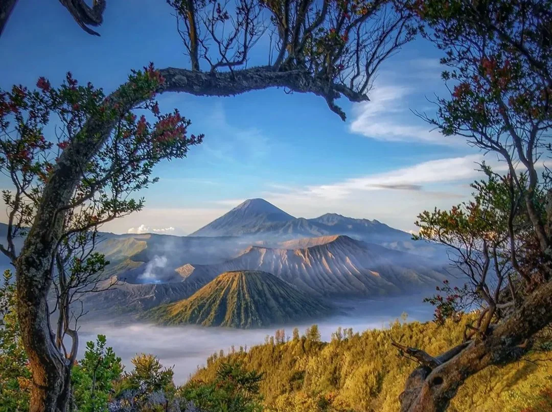 Pesona Alam dan Bunga Ikonik, Gunung Bromo Selalu Memikat