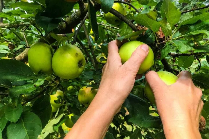 Serunya trip malang Petik Apel, Panen Langsung dari Kebun