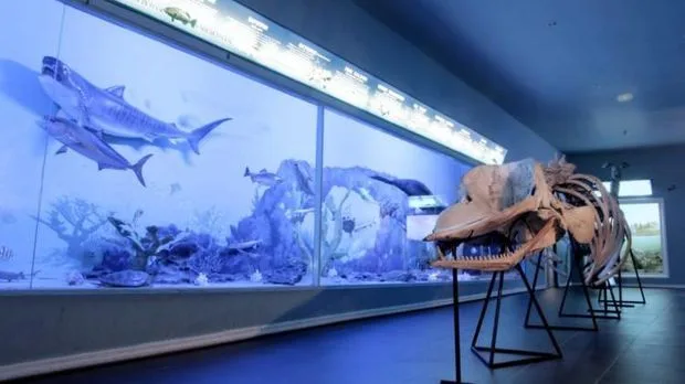 Daya Tarik Museum Satwa, Wisata Edukasi yang Lagi Viral